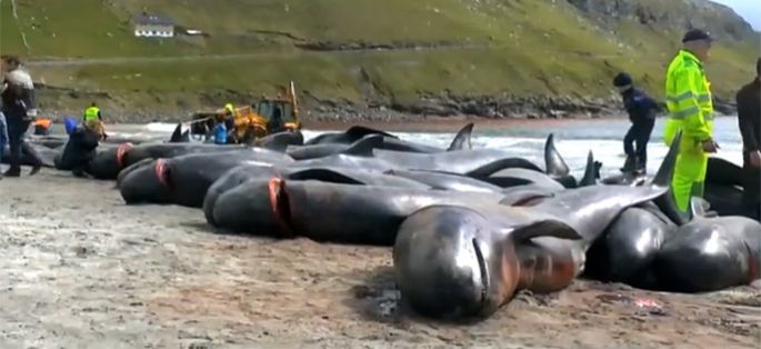 “66 Minutes” dénonce le massacre des dauphins aux Îles Féroé ce dimanche sur M6 (vidéo)
