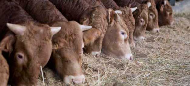 agriculteur_a_tout_prix01