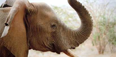 geants_tsavo
