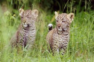 Immersion au parc national du Serengeti, samedi 9 avril sur ARTE (vidéo)