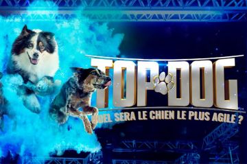 &quot;Top Dog&quot; : une compétition canine à suivre sur Gulli à partir du jeudi 13 avril 2023 - Vidéo