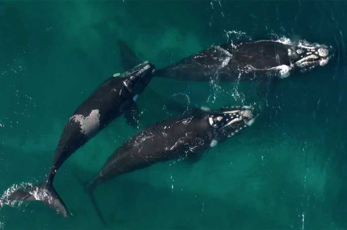 "Thalassa, aventures extrêmes" en Patagonie, sur la route des baleines, lundi 2 février 2026 sur France 5 (vidéo)