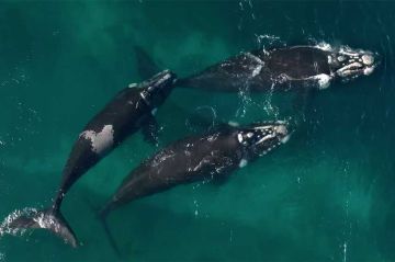 "Thalassa, aventures extrêmes" en Patagonie, sur la route des baleines, lundi 2 février 2026 sur France 5 (vidéo)