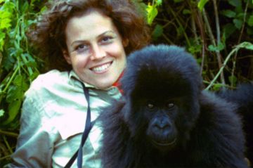&quot;Gorilles dans la brume&quot; avec Sigourney Weaver à revoir sur ARTE mercredi 5 juin 2024 (vidéo)