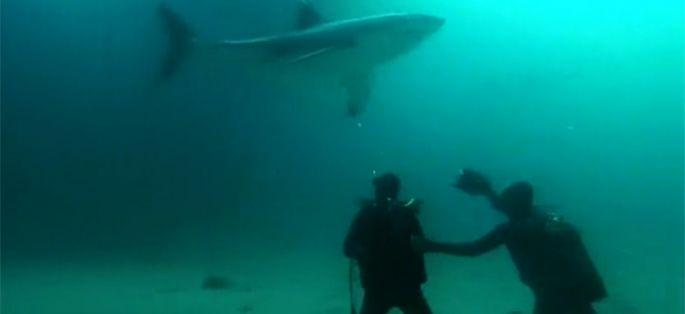 “Enquête Exclusive” plonge avec le grand requin blanc ce soir sur M6 (vidéo)