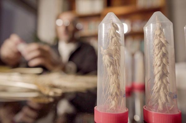 « Gluten, l&#039;ennemi public ? », mardi 13 avril sur ARTE