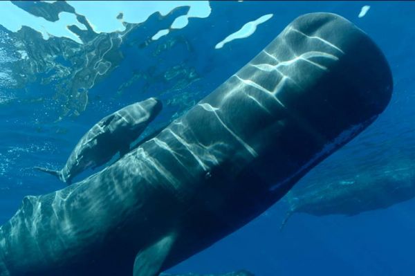 « Cachalots, une histoire de famille » &amp; « Devenir papillon » lundi 18 octobre sur France 5 (vidéo)