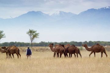 &quot;Un remède de chameau : la révolution des nanocorps&quot; sur ARTE samedi 27 janvier 2024