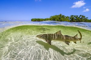 &quot;Une planète parfaite&quot; : « Du ciel aux océans » à revoir sur France 5 lundi 9 octobre 2023