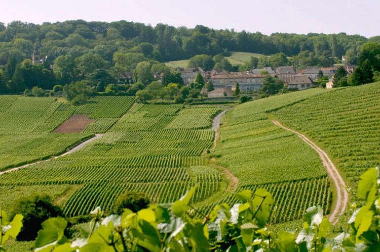 “Les 100 lieux qu'il faut voir” : la Champagne, territoire d'histoire et de vignobles, dimanche 23 août sur France 5