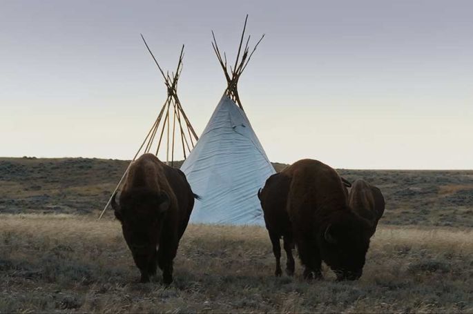"La grande prairie, le pacte du bison", une fresque spectaculaire à voir sur France 5 lundi 20 octobre 2025