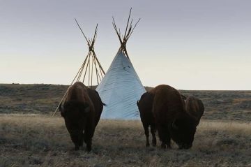 &quot;La grande prairie, le pacte du bison&quot;, une fresque spectaculaire à voir sur France 5 lundi 20 octobre 2025
