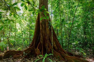 &quot;Le monde secret des forêts&quot; à découvrir sur France 5 lundi 12 mai 2025