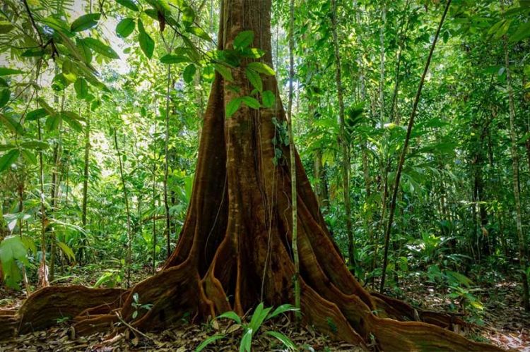 "Le monde secret des forêts" à découvrir sur France 5 lundi 12 mai 2025