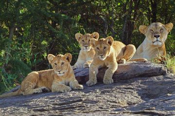 &quot;Serengeti : La grande cavalcade des animaux&quot; sur ARTE samedi 8 juillet 2023 - Vidéo