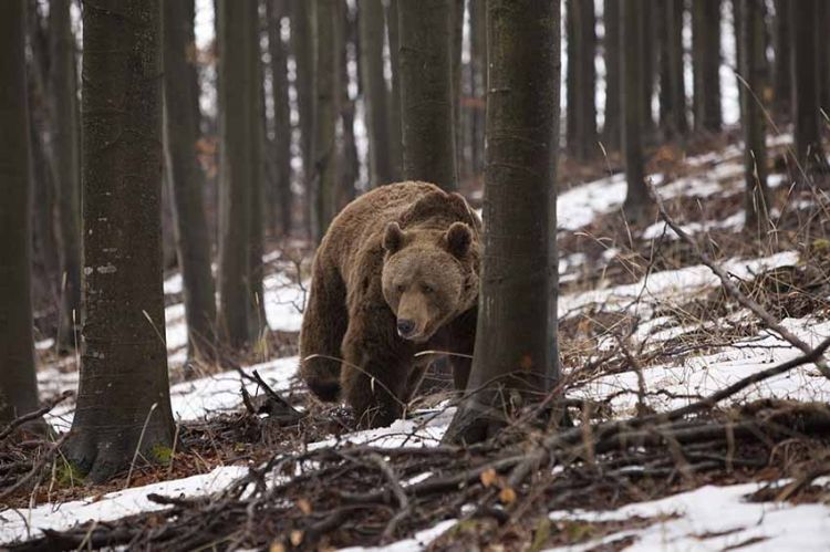 "La vie sauvage des carpates" lundi 27 février 2023 sur France 5 (vidéo)