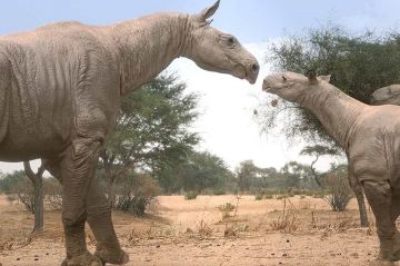 La série documentaire &quot;Terre des géants&quot; rediffusée sur T18 dimanche 22 juin 2025