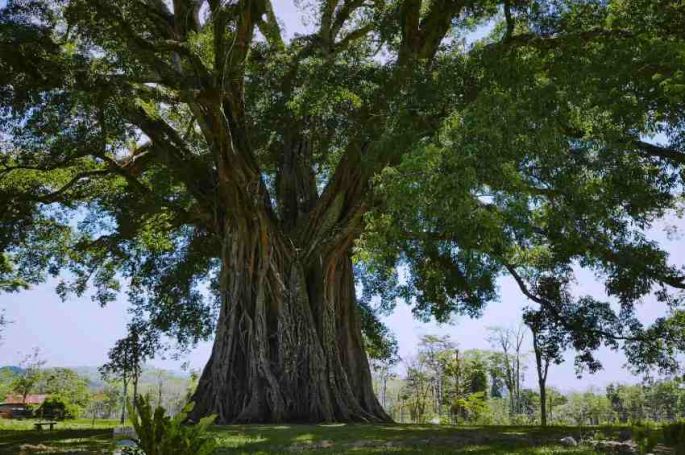 &quot;Le génie des arbres&quot; à revoir sur France 5 lundi 25 septembre 2023 - Vidéo