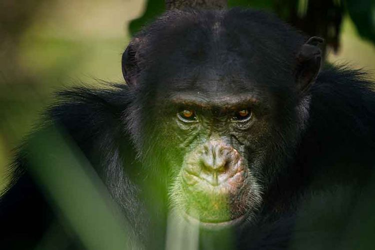 “Chimpanzés, le combat des chefs” raconté par François Morel sur France 2 samedi 16 mars