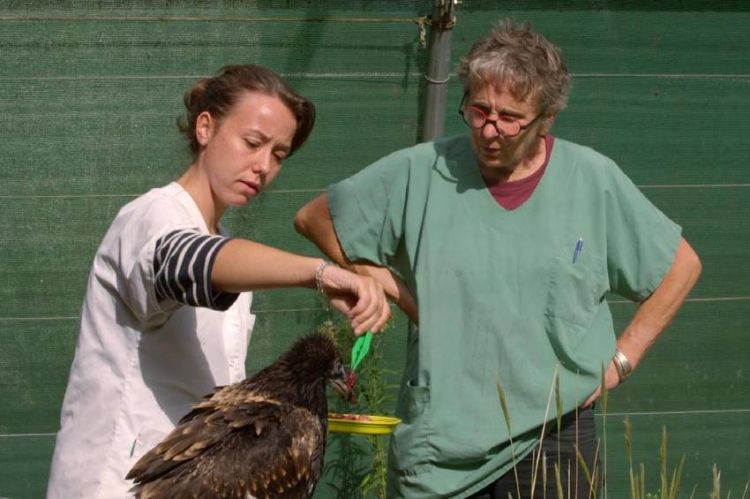 "Cévennes, l'hôpital de la vie sauvage" à revoir sur France 3 lundi 30 octobre 2023 - Vidéo