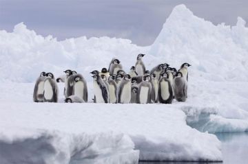 &quot;Royaumes de glace&quot; « L’Antarctique et les hauts sommets » sur France 2 mardi 24 octobre 2023 - Vidéo