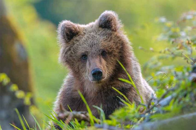 « Le retour des ours », gros plan sur leur réintroduction, samedi 26 juin sur ARTE