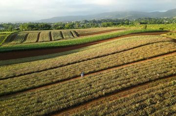 "Les Outre-mer, des terroirs en or" au concours général agricole sur France 5 mardi 5 mars 2024 - Vidéo