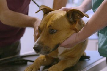 5ème épisode de « Sans collier : chiens et chats à adopter » sur RMC Story mercredi 5 juin 2024