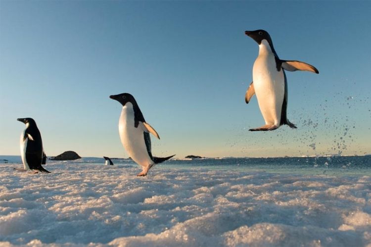 « Antarctica, sur les traces de l'empereur », samedi 27 février sur ARTE