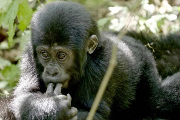 La série documentaire &quot;Terre des géants&quot; rediffusée sur T18 dimanche 29 juin 2025