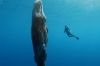 &quot;Thalassa, aventures extrêmes&quot; : Le monde secret des cachalots, lundi 30 septembre 2024 sur France 5 (vidéo)