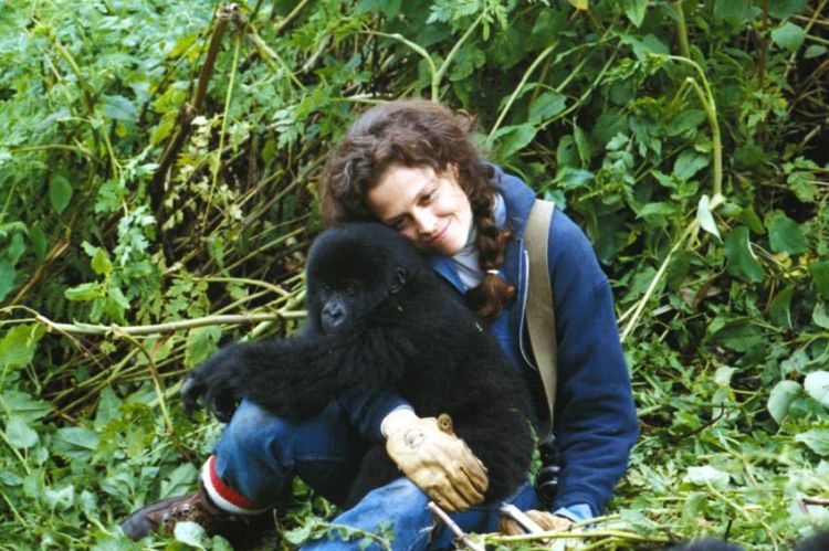 “Gorillas in the mist” on France 5 Friday January 13, 2023 (video)