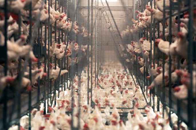 &quot;L&#039;usine des animaux&quot; mardi 14 mars 2023 sur ARTE dans Thema (vidéo)