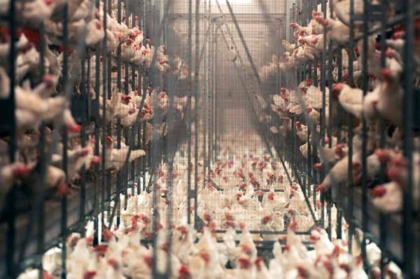 "L'usine des animaux" mardi 14 mars 2023 sur ARTE dans Thema (vidéo)