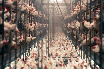 &quot;L&#039;usine des animaux&quot; mardi 14 mars 2023 sur ARTE dans Thema (vidéo)