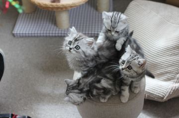 &quot;Une vie de chaton&quot; à revoir sur France 5 lundi 9 juin 2025 (vidéo)