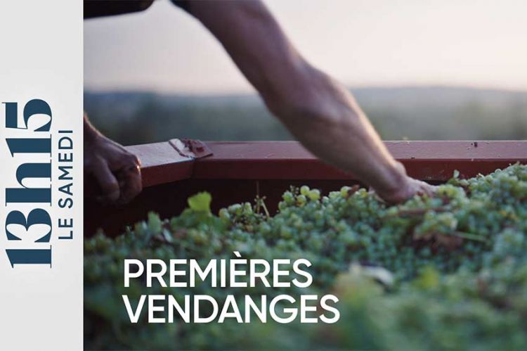 "13h15 le samedi" : Les premières vendanges de Tiffany ce 25 juillet 2026 sur France 2