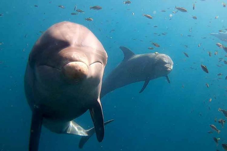 « Sur le front » des dauphins avec Hugo Clément, dimanche 21 février sur France 5