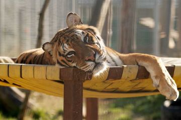 "La Tanière, le zoo-refuge de l’espoir" à revoir sur T18 samedi 7 février 2026
