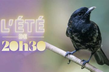 "20h30 le samedi" avec Benjamin Ignace et les oiseaux du paradis ce 5 septembre 2026 sur France 2