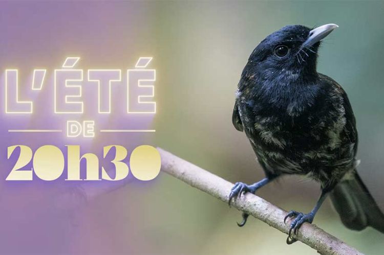 "20h30 le samedi" avec Benjamin Ignace et les oiseaux du paradis ce 5 septembre 2026 sur France 2