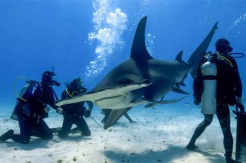 &quot;Thalassa, aventures extrêmes&quot; aux Bahamas, dans le royaume des requins lundi 6 octobre 2025 sur France 5