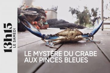 &quot;13h15 le samedi : Le mystère du crabe aux pinces bleues&quot; ce 25 novembre 2023 sur France 2