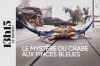 &quot;13h15 le samedi : Le mystère du crabe aux pinces bleues&quot; ce 25 novembre 2023 sur France 2