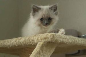« Une vie de chaton » vendredi 24 décembre sur France 5 (vidéo)