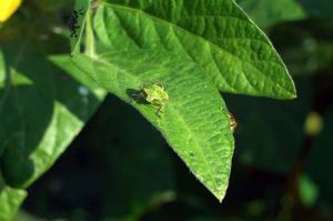 « Insecticide, comment l&#039;agrochimie a tué les insectes » mardi 5 juillet sur ARTE (vidéo)