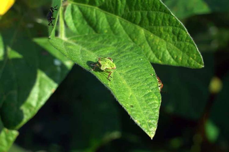 « Insecticide, comment l'agrochimie a tué les insectes » mardi 5 juillet sur ARTE (vidéo)