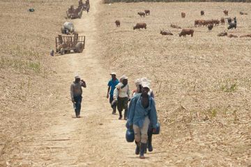 &quot;Le sucre, pour la douceur et pour le pire&quot; sur Arte mardi 7 octobre 2025