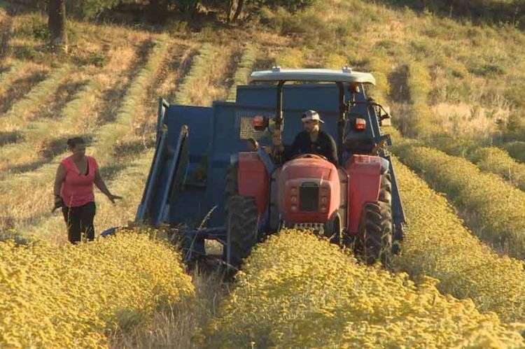 “Reportages Découverte” : Immortelle & châtaigne, les trésors de la Corse, ce 13 juillet sur TF1