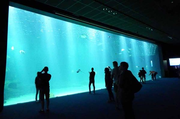 « Nausicaa, le plus grand aquarium d'Europe » mardi 26 juillet sur RMC Découverte (vidéo)